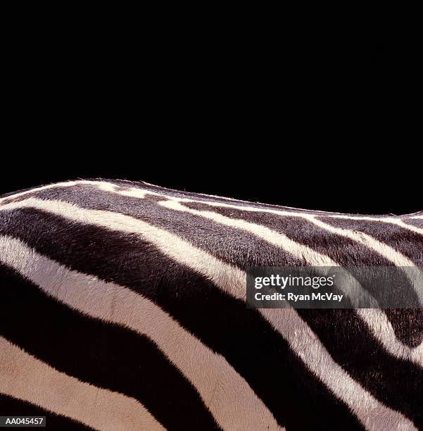 zebra (equus sp.), detail - costas de animal - fotografias e filmes do acervo