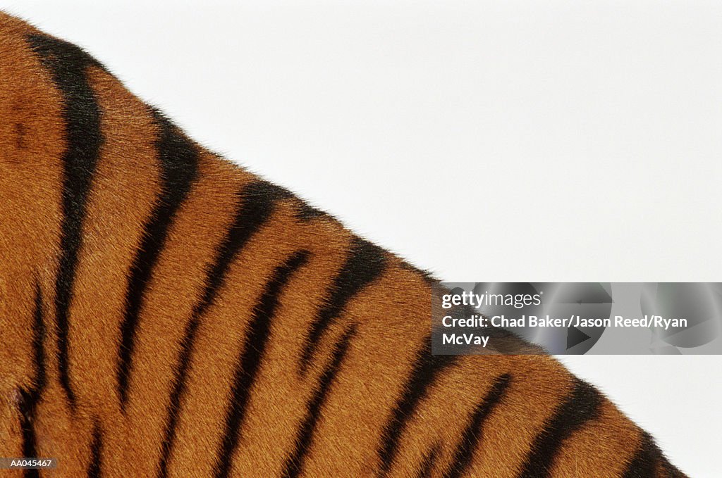 Tiger (Panthera tigris), detail