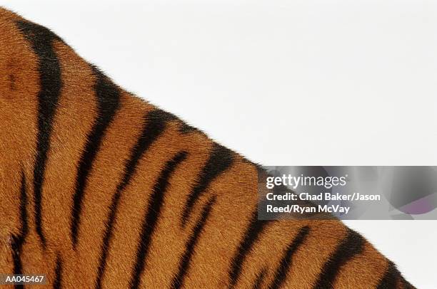 tiger (panthera tigris), detail - animal back stock pictures, royalty-free photos & images