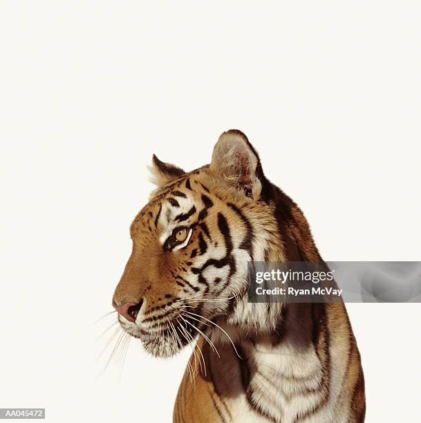 tiger (panthera tigirs) - tiger stock pictures, royalty-free photos & images
