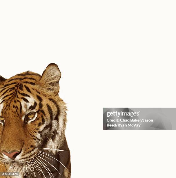 Tiger In Reeds 1,102 Endangered Reed Stock Photos, High-Res Pictures, and Images ...