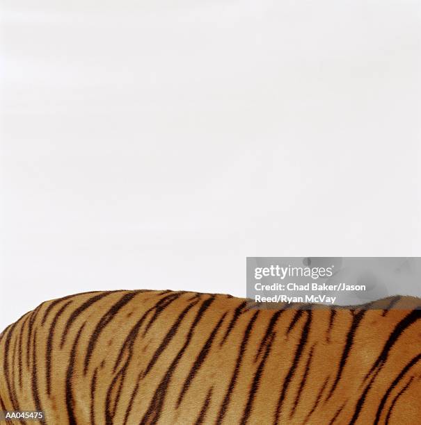 tiger (panthera tigris), mid section, side view - parte posterior del animal fotografías e imágenes de stock