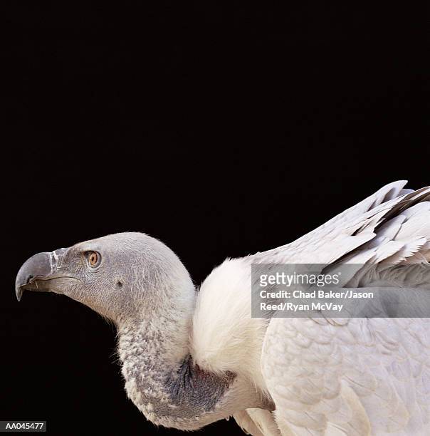 cape vulture (gyps coprotheres), side view - cape vulture stock pictures, royalty-free photos & images