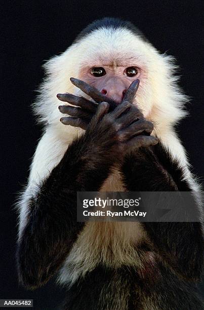 white-throated capuchin (cebus capucinus) covering mouth with hands - animal hand stock pictures, royalty-free photos & images