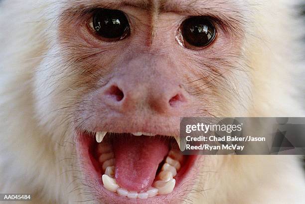 portrait of a white-throated capuchin monkey - white throated capuchin monkey stockfoto's en -beelden