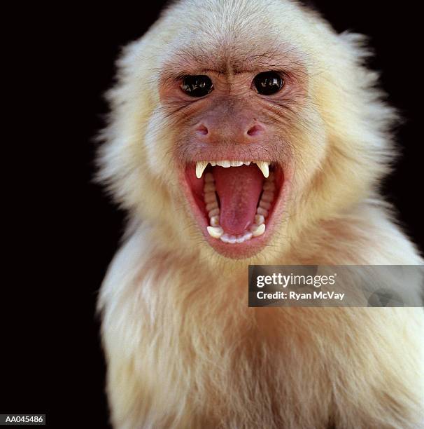 white-throated capuchin monkey (cebus capucinus) screaming - dierlijke mond stockfoto's en -beelden