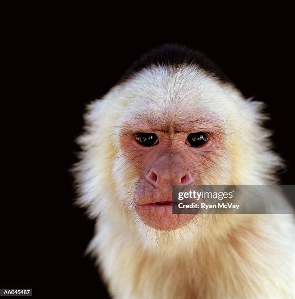 white-throated capuchin monkey (cebus capucinus), close-up - white throated capuchin monkey stock-fotos und bilder