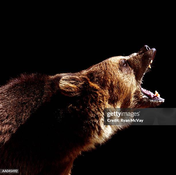 brown bear (ursus arctos) roaring, side view - bear stock-fotos und bilder