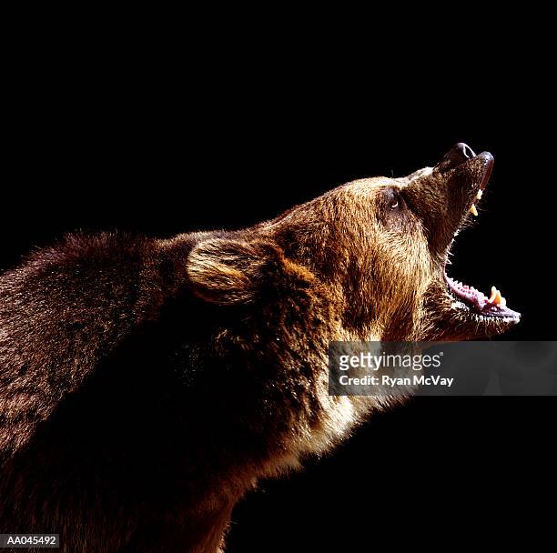 brown bear (ursus arctos) roaring, side view - brown bear photos et images de collection