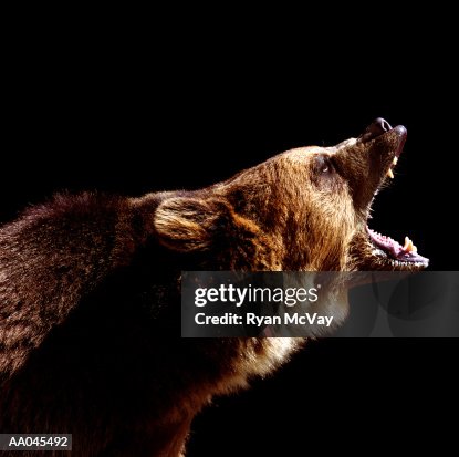 Grizzly Bear Growling Side View grizzly-bear-growling-side-view