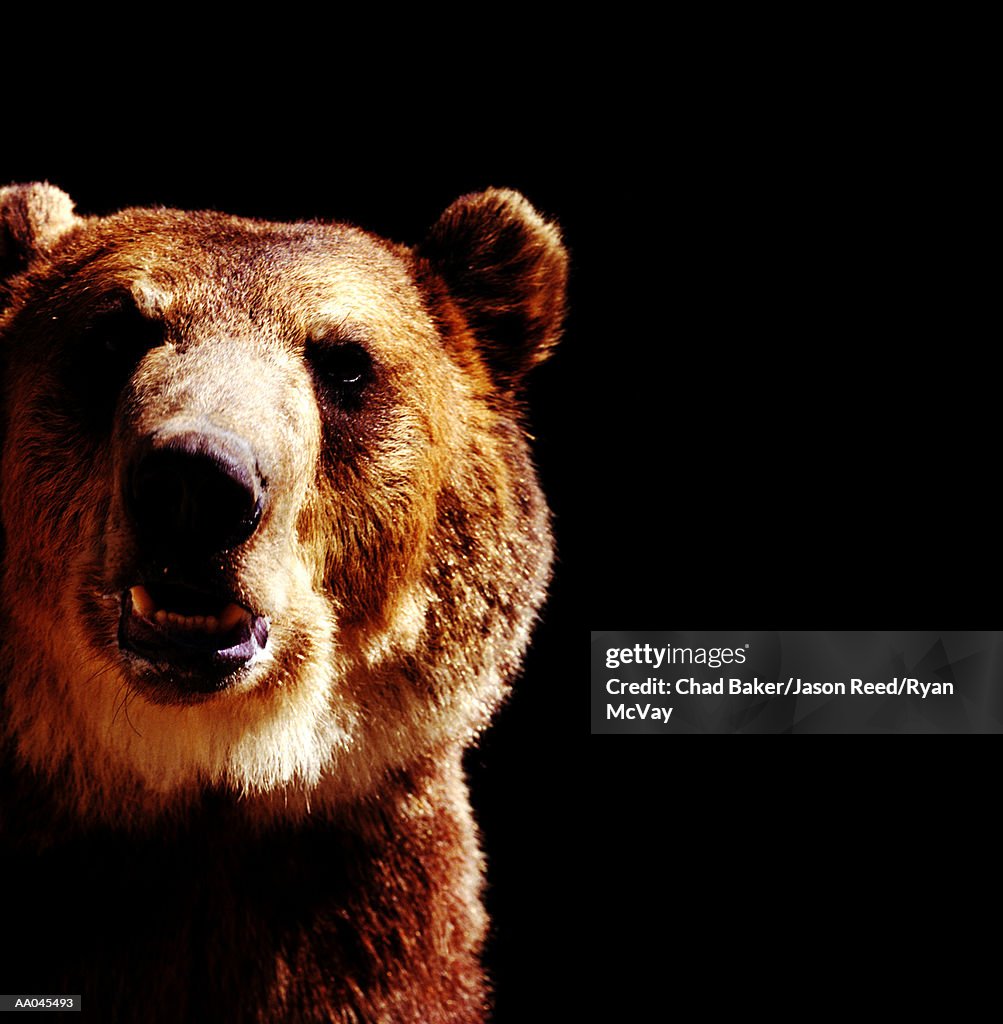 Brown bear (Ursus arctos), close-up