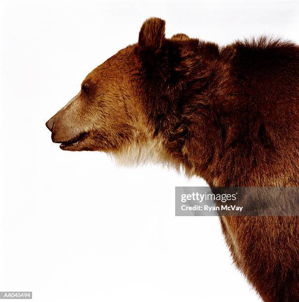 brown bear (ursus arctos), side view - bear on white stock-fotos und bilder