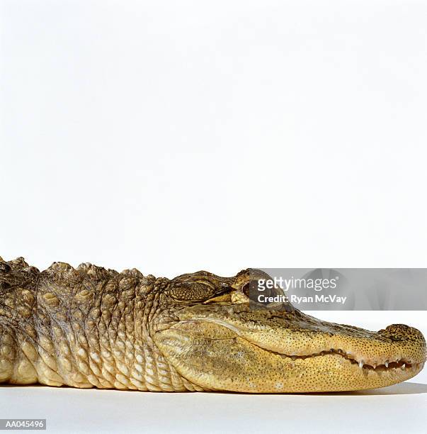 american alligator (alligator mississippiensis), close-up, side view - alligator mississippiensis stock pictures, royalty-free photos & images