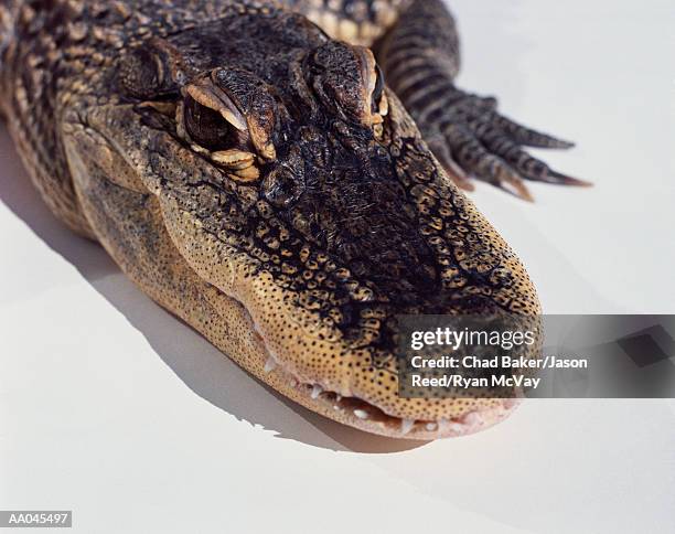 american alligator (alligator mississippiensis), close-up - alligator mississippiensis stock pictures, royalty-free photos & images
