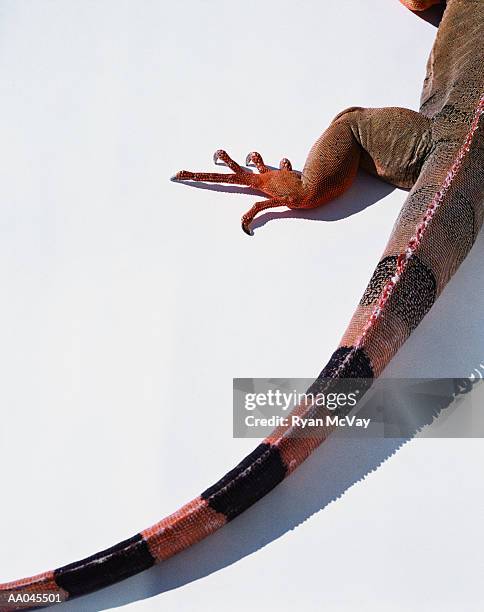 green iguana's tail, close-up - green iguana stock pictures, royalty-free photos & images