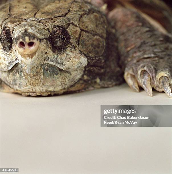 alligator snapping turtle (macroclemys temminckii), close-up - temminckii stock pictures, royalty-free photos & images