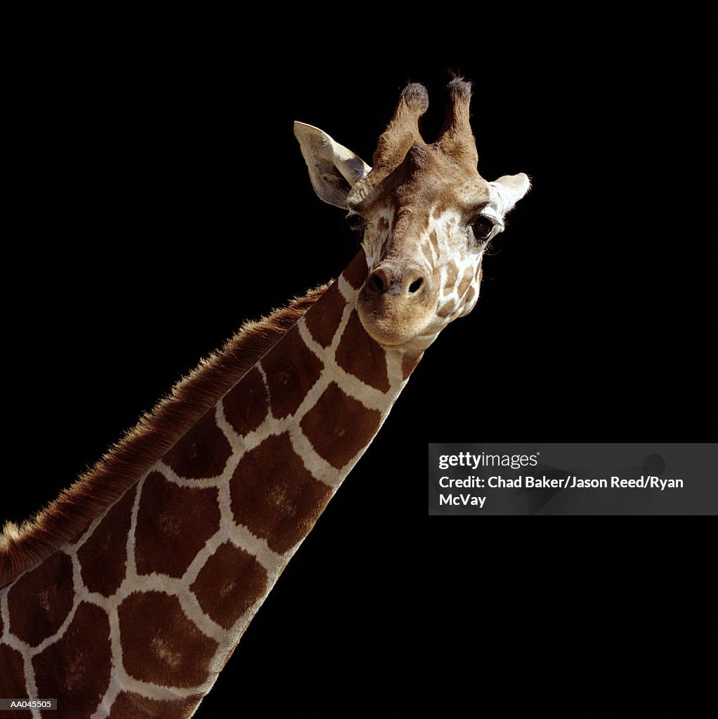 Giraffe (Giraffa camelopardalis), close-up