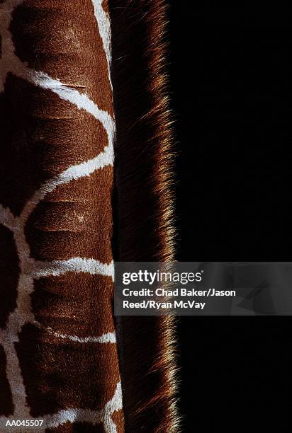 giraffe's neck, close-up, side view - tierhals stock-fotos und bilder