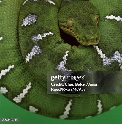 Portrait of a Green Tree Python Portrait of a Green Tree Python