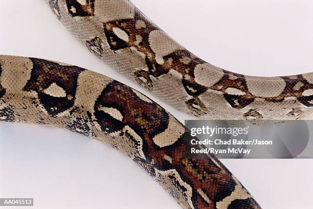 Boa Con 321 Boa Constrictor Close Up Stock Photos, High-Res Pictures, and ...