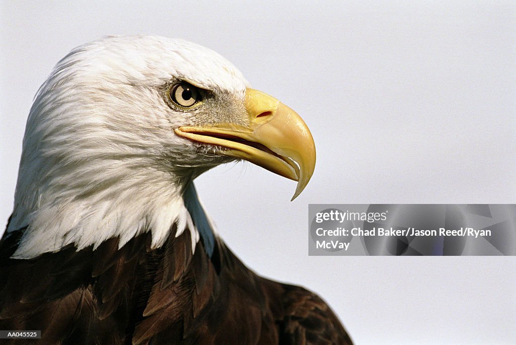 Bald eagle (Haliaeetus leucocephalus), close-up, side view