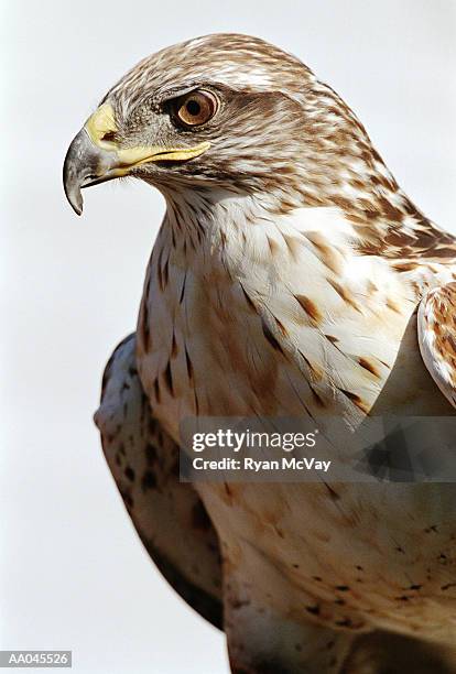 harris hawk (parabuteo unicinctus), close-up - havikachtige stockfoto's en -beelden