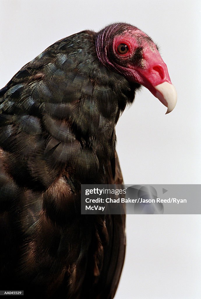 Turkey vulture (Cathartes aura), close-up