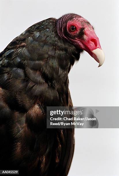 turkey vulture (cathartes aura), close-up - turkey vulture stock pictures, royalty-free photos & images