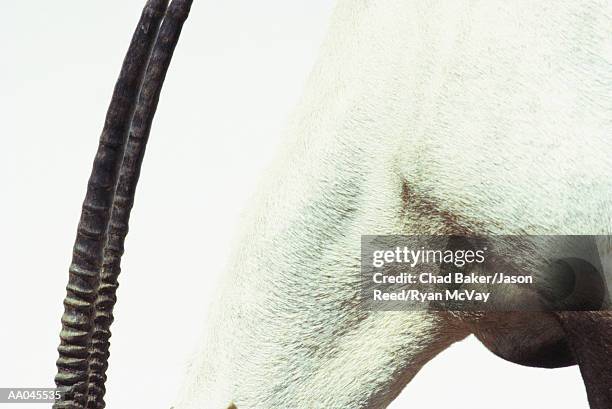 oryx's neck, close-up, side view - tierhals stock-fotos und bilder