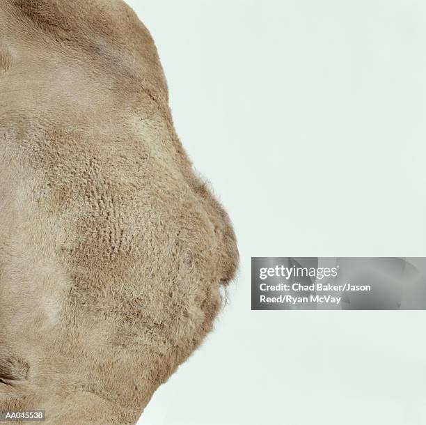 camel (camelus sp.), mid section, side view - corcunda imagens e fotografias de stock