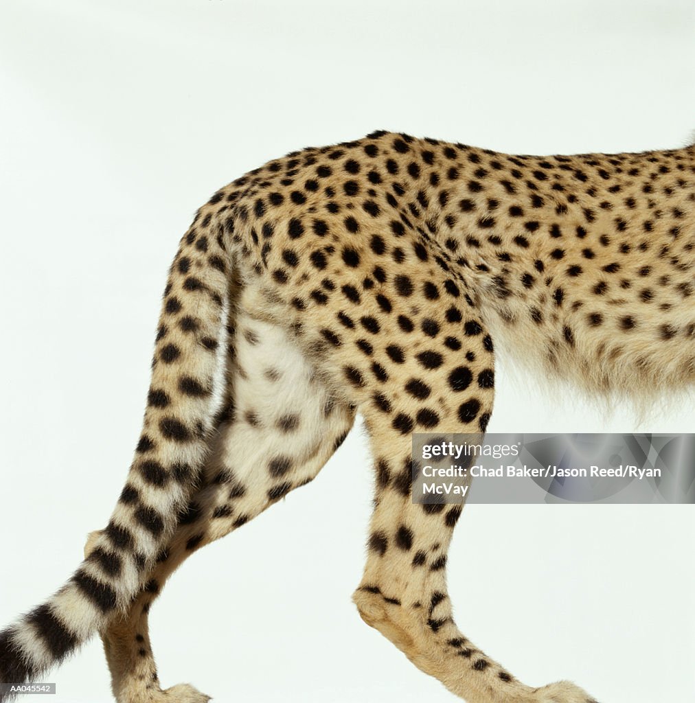 Cheetah (Acinonyx jubatus), low section