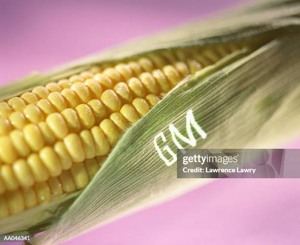 genetically modified corn - alimento genéticamente modificado fotografías e imágenes de stock