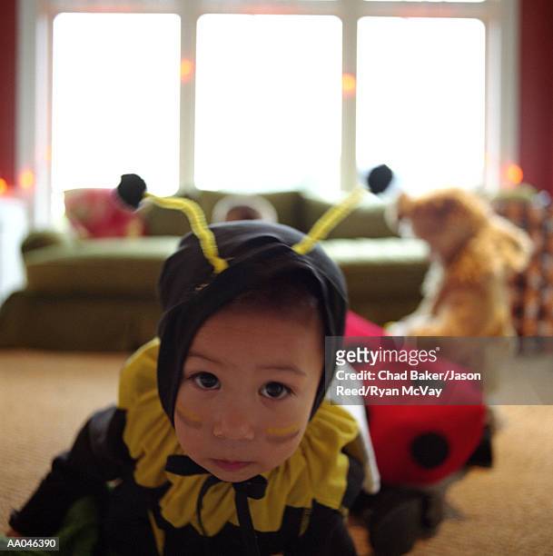 boy (2-4) wearing bee costume, close-up - deely bopper stock pictures, royalty-free photos & images
