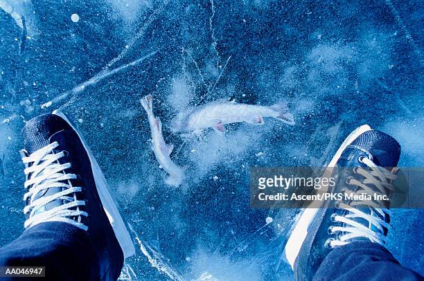 skater on frozen lake, trout below ice, low section, view from above - trout - fotografias e filmes do acervo