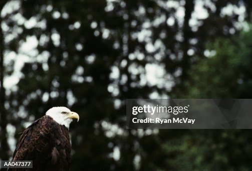 Bald Eagle Bald Eagle