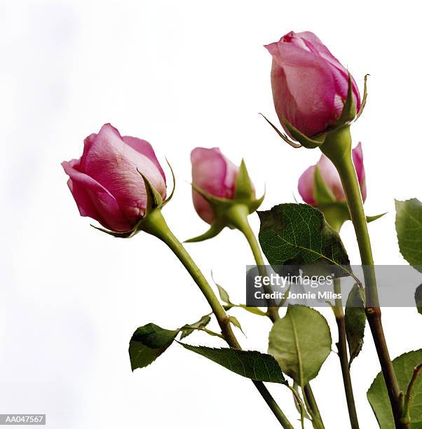 roses (rosa sp.), close-up - knop plant stage stockfoto's en -beelden