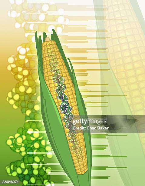 ilustraciones, imágenes clip art, dibujos animados e iconos de stock de genetically modified corn - alimento genéticamente modificado