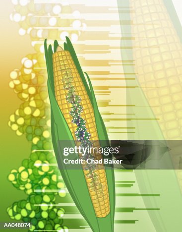 Genetically modified corn Genetically modified corn