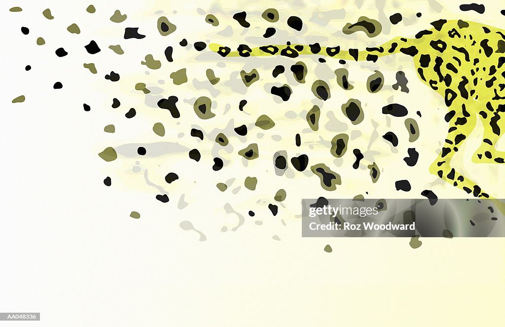 Cheetah spots