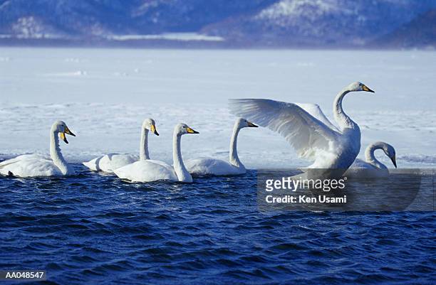 whooper swans (cygnus cygnus) in lake - whooper swan stock-fotos und bilder