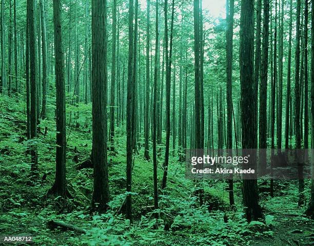 japanese cypress trees (crytomeria japonica) - cryptomeria japonica stock pictures, royalty-free photos & images
