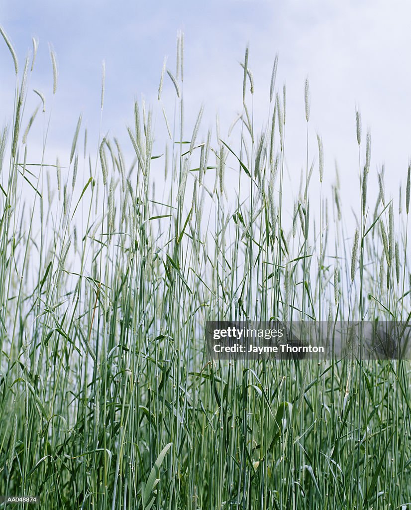 Tall Grass