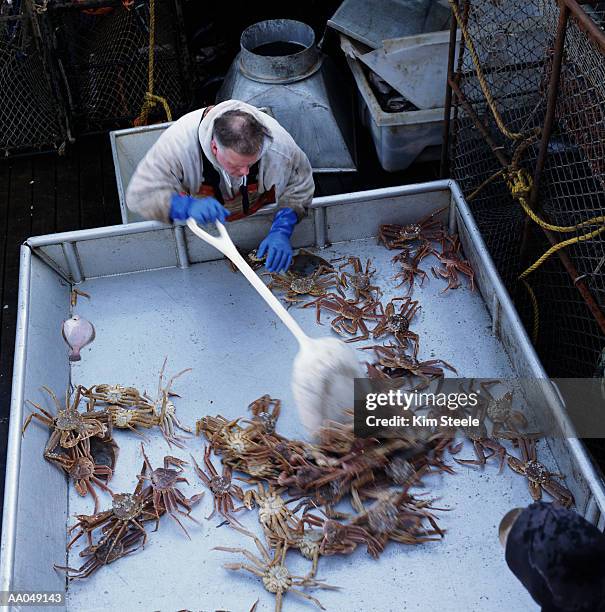 man sorting opilio crabs (chionoecetes opilio), on boat, elevated view - chionoecetes opilio - fotografias e filmes do acervo