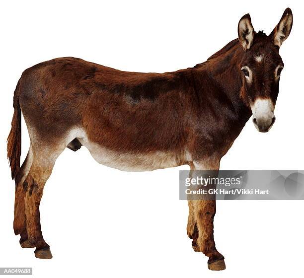 donkey (equus sp.) - asino animale foto e immagini stock