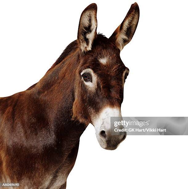 108 Equus Sp Stock Photos, HighRes Pictures, and Images Getty Images