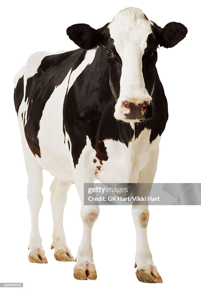 Holstein cow (Bos tuarus)
