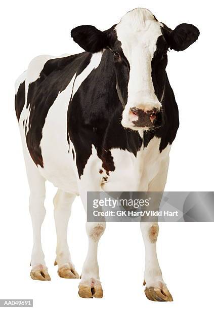 holstein cow  (bos tuarus) - cow stock-fotos und bilder