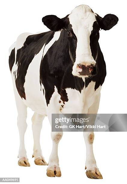 holstein cow  (bos tuarus) - ko bildbanksfoton och bilder