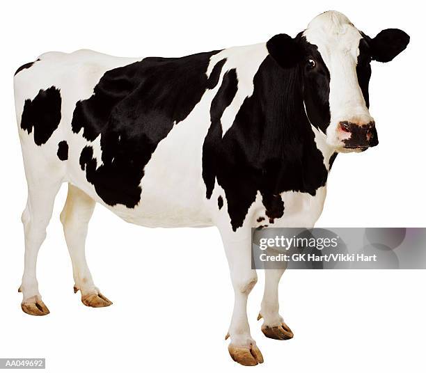 holstein cow (bos taurus) - dairy cattle stock pictures, royalty-free photos & images