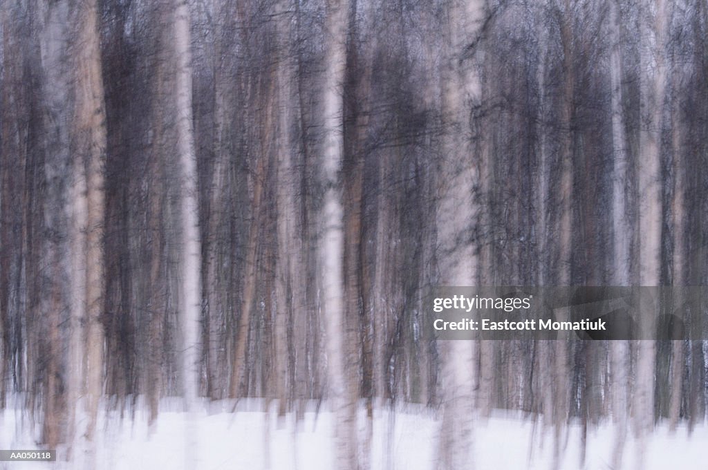 Aspen (Populus sp.) and birch (Betula sp.) tree trunks in snow